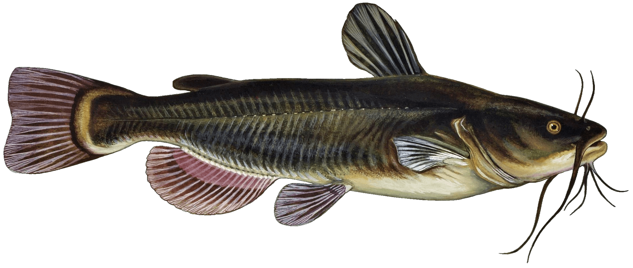 Black Bullhead illustration by Duane Raver, USFWS