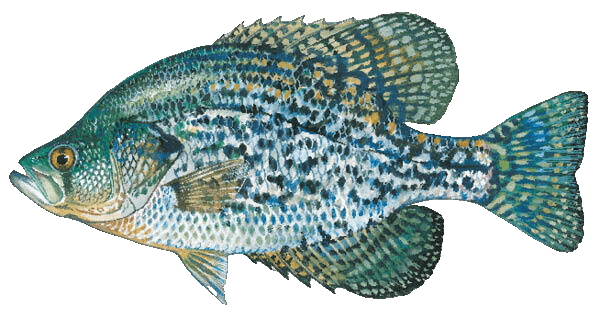 Black Crappie illustration by Duane Raver, USFWS