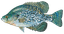 Black Crappie