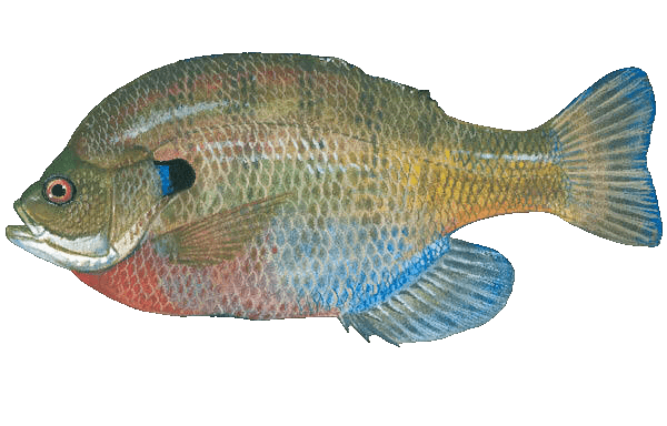 Bluegill illustration by Duane Raver, USFWS