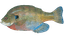 Bluegill