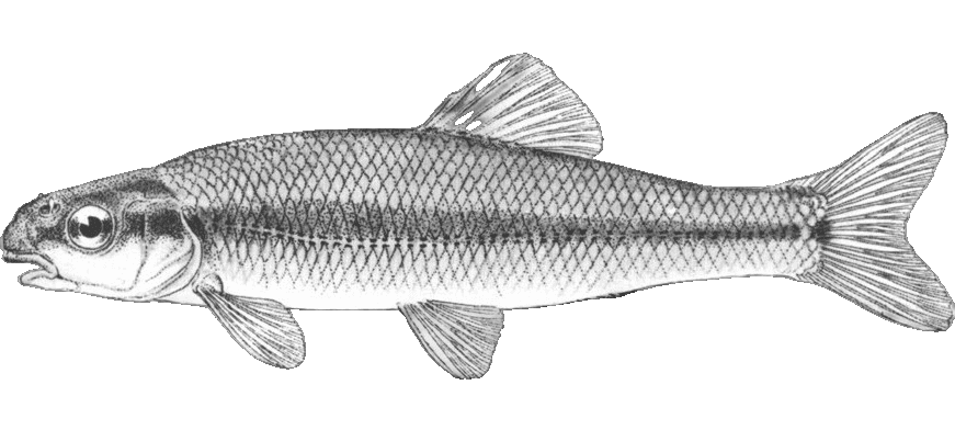 Bluntnose Minnow illustration by Duane Raver, USFWS