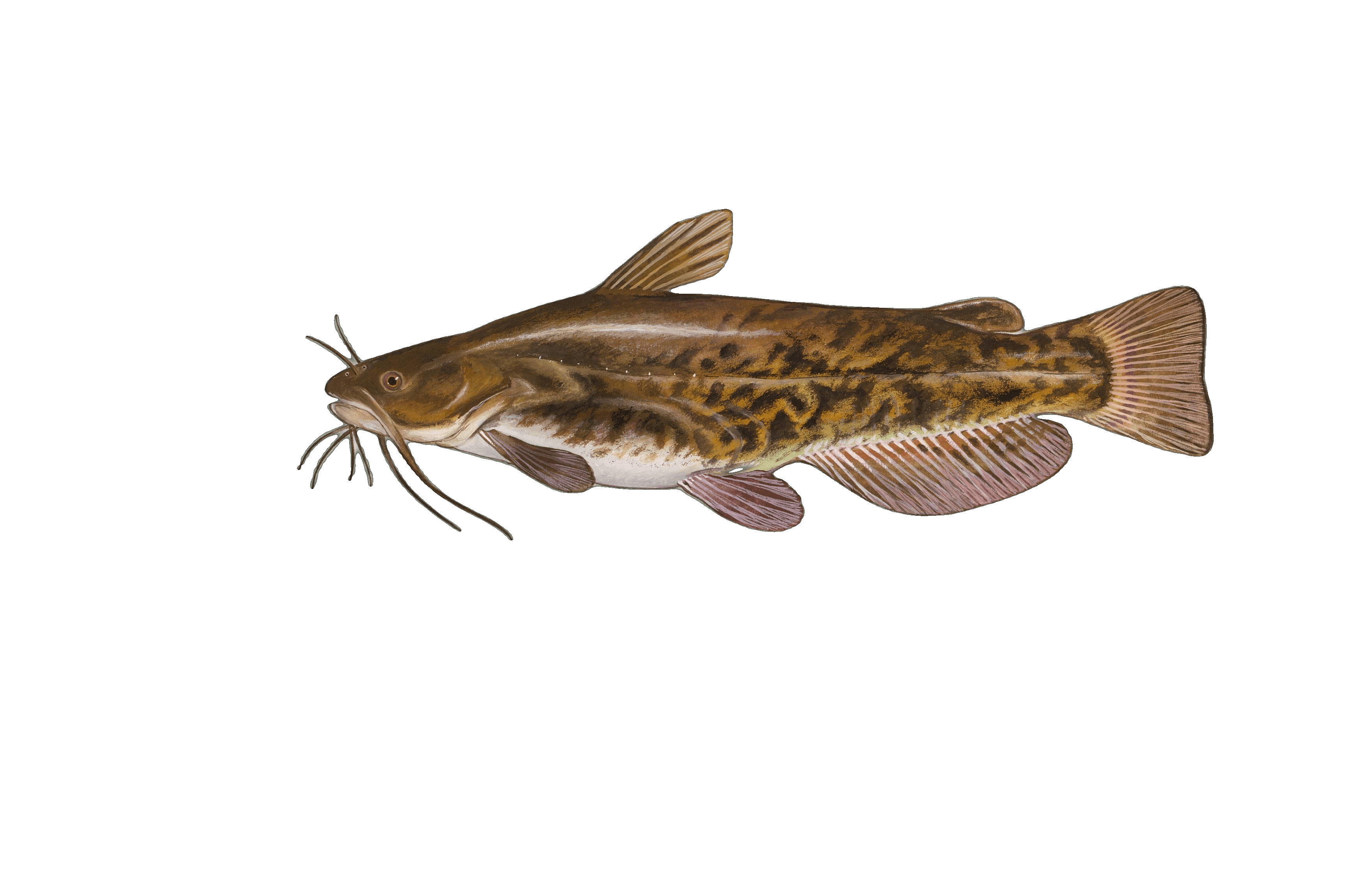 Brown Bullhead illustration by Duane Raver, USFWS