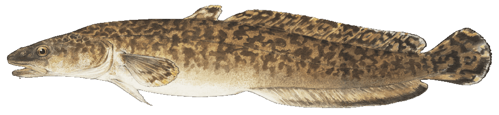 Burbot illustration by Duane Raver, USFWS
