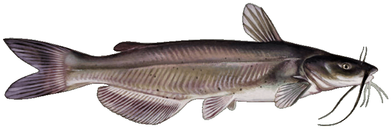 Channel Catfish illustration by Duane Raver, USFWS