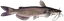 Channel Catfish