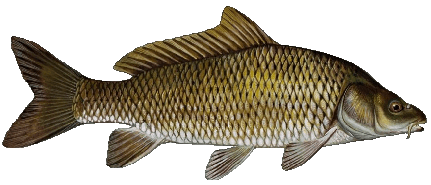 Common Carp illustration by Duane Raver, USFWS
