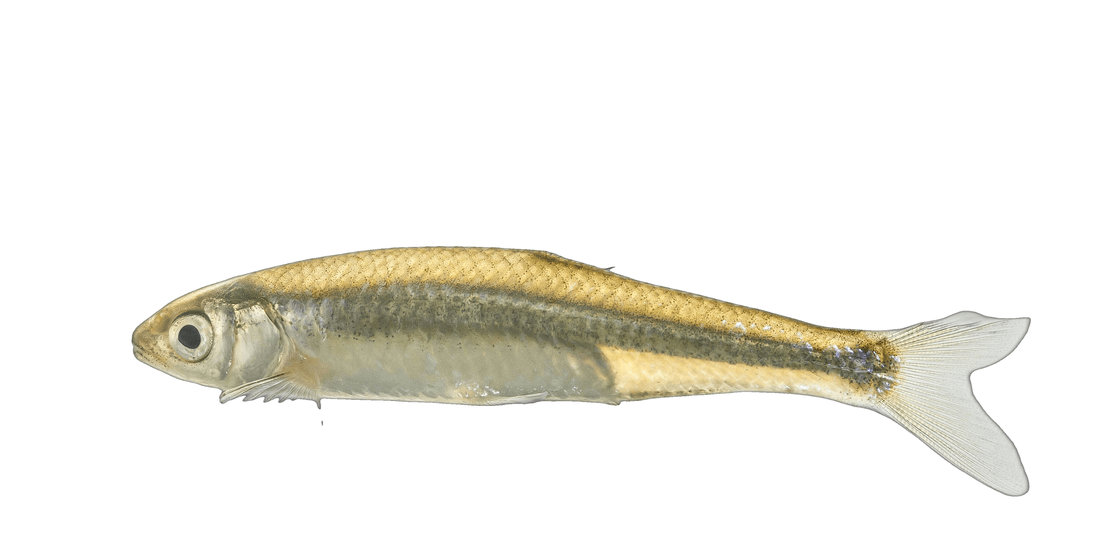 Emerald Shiner illustration by Duane Raver, USFWS