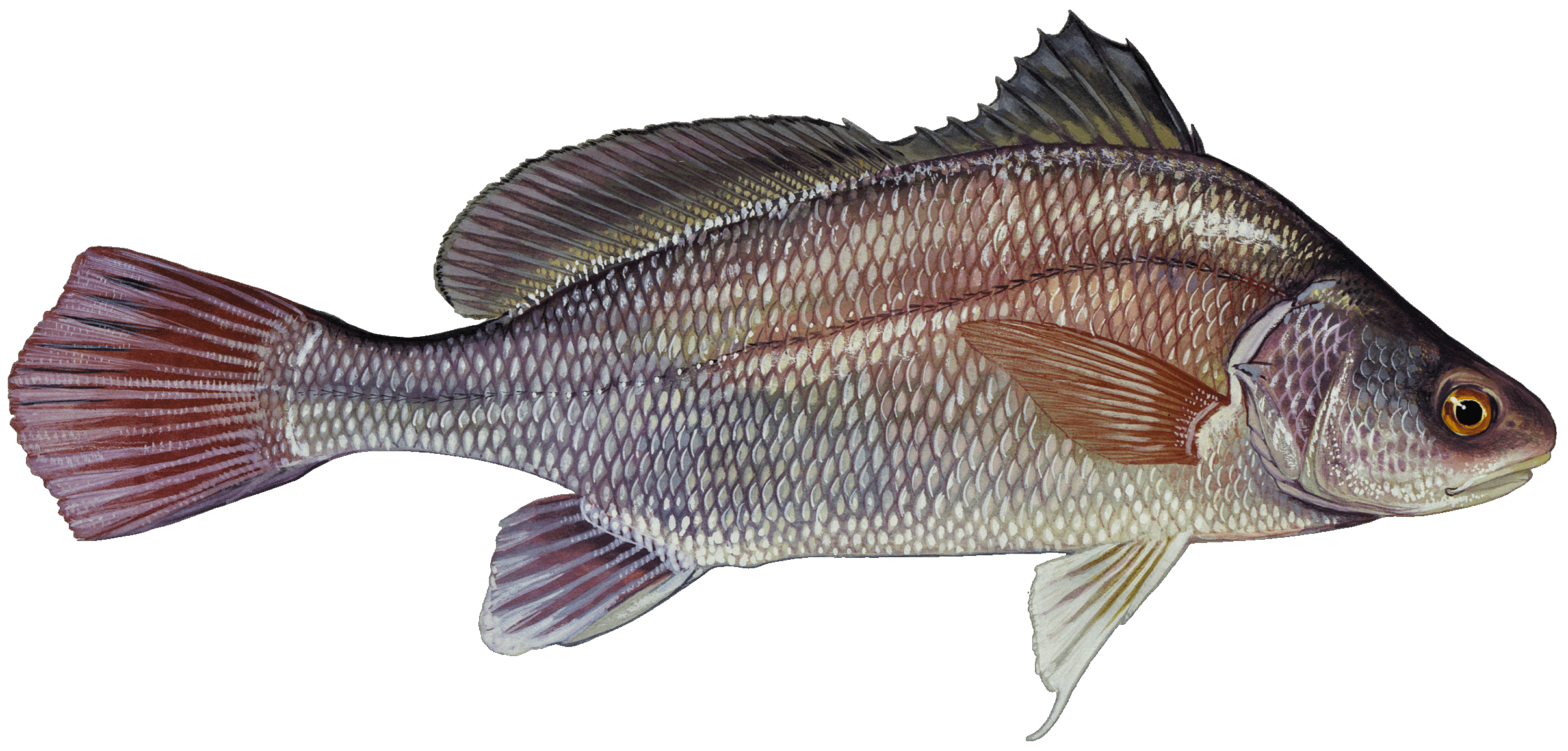 Freshwater Drum illustration by Duane Raver, USFWS