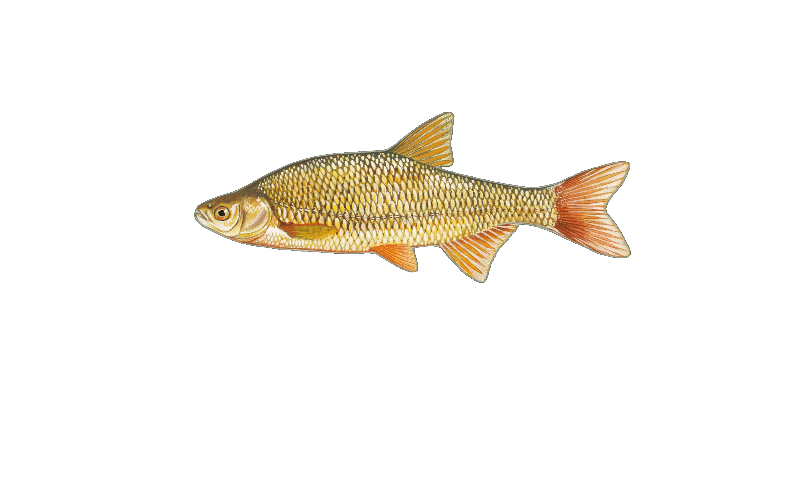 Golden Shiner illustration by Duane Raver, USFWS