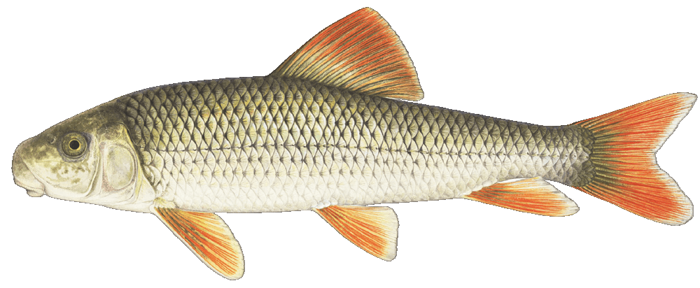 Greater Redhorse illustration by Duane Raver, USFWS