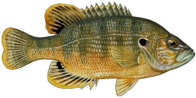 Green Sunfish illustration by Duane Raver, USFWS