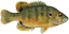 Green Sunfish