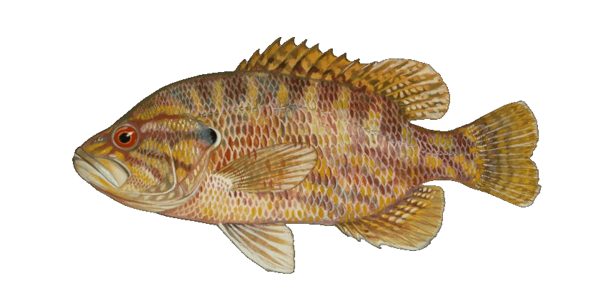 Hybrid Sunfish illustration by Duane Raver, USFWS