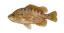 Hybrid Sunfish