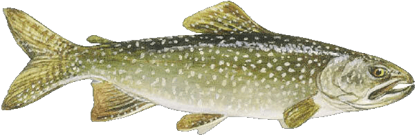 Lake Trout illustration by Duane Raver, USFWS