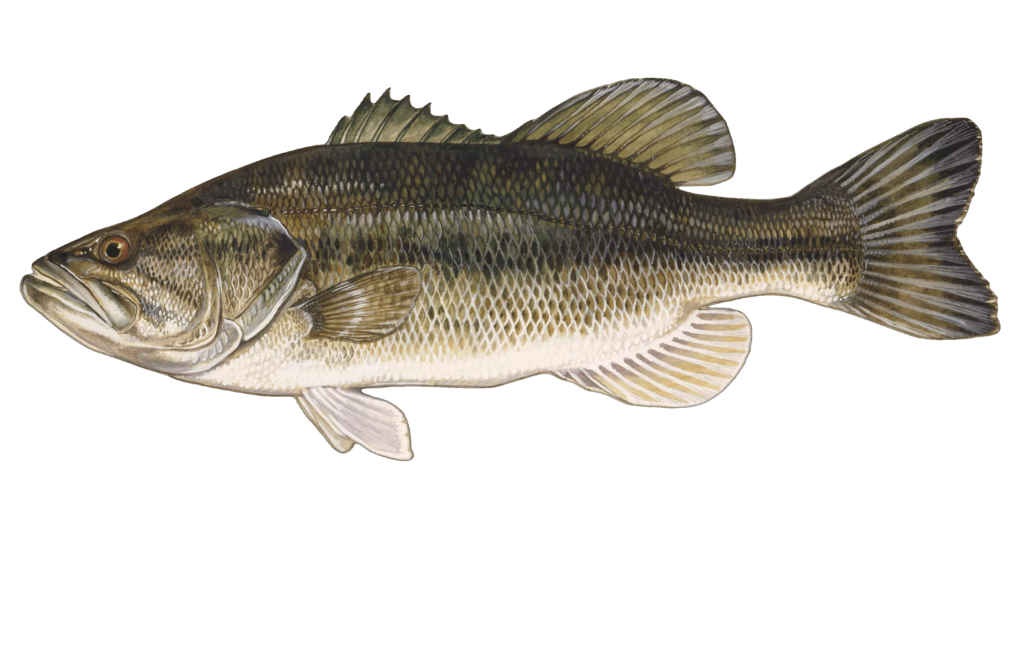 Largemouth Bass illustration by Duane Raver, USFWS