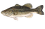 Largemouth Bass