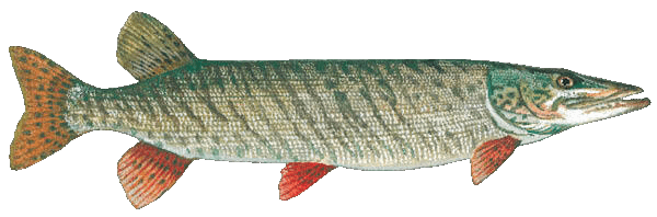 Muskellunge illustration by Duane Raver, USFWS