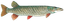 Muskellunge