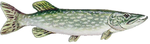 Northern Pike illustration by Duane Raver, USFWS