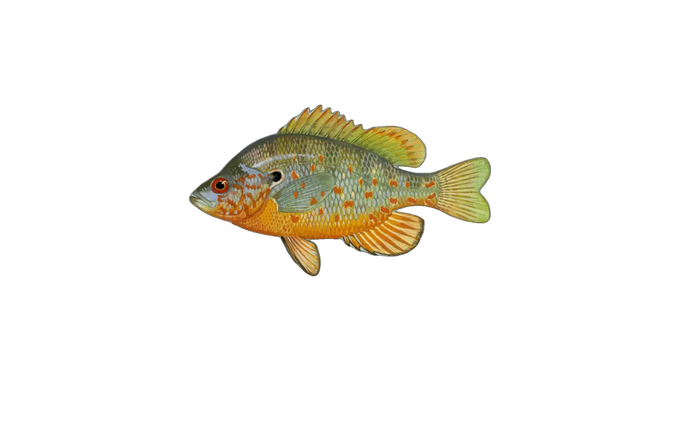 Orangespotted Sunfish illustration by Duane Raver, USFWS