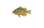 Orangespotted Sunfish
