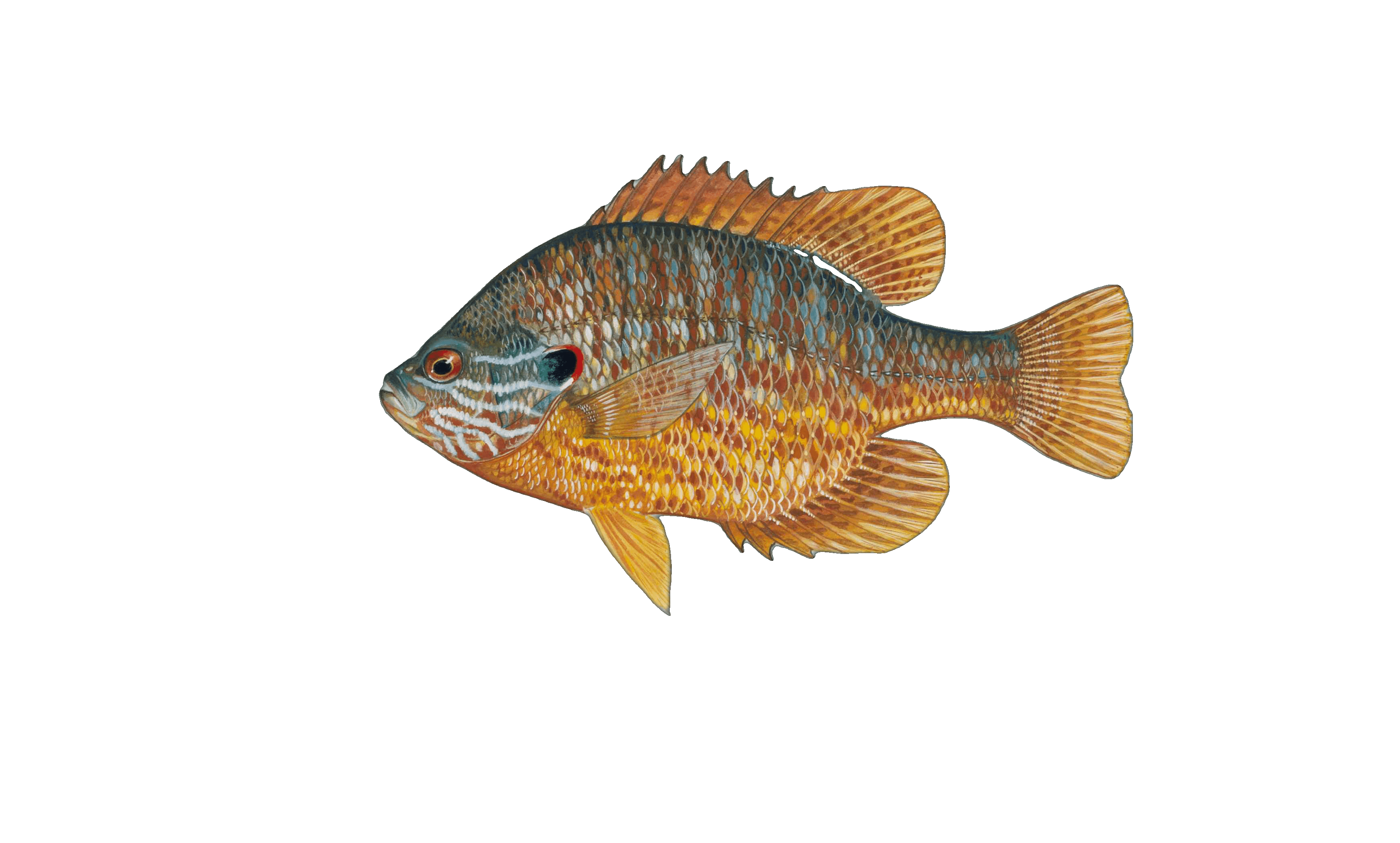 Pumpkinseed Sunfish illustration by Duane Raver, USFWS