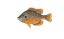 Pumpkinseed