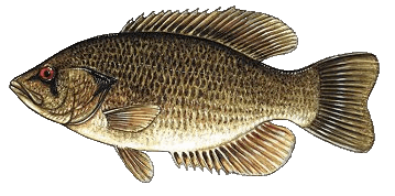 Rock Bass illustration by Duane Raver, USFWS