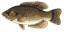 Rock Bass