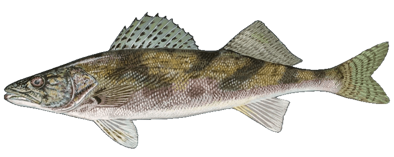 Sauger illustration by Duane Raver, USFWS