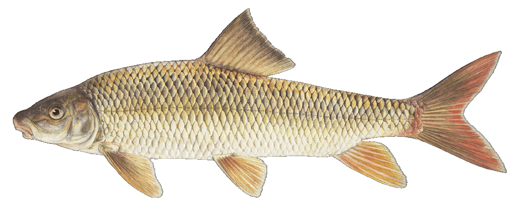 Shorthead Redhorse illustration by Duane Raver, USFWS