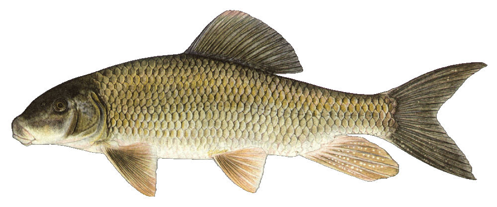 Silver Redhorse illustration by Duane Raver, USFWS