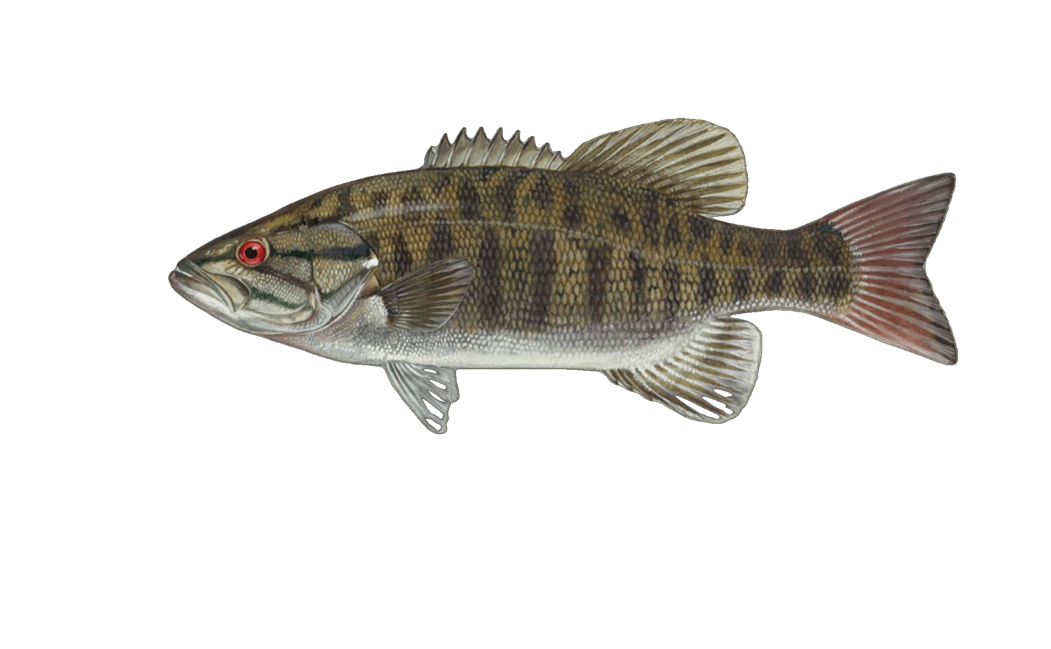 Smallmouth Bass illustration by Duane Raver, USFWS