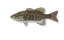 Smallmouth Bass