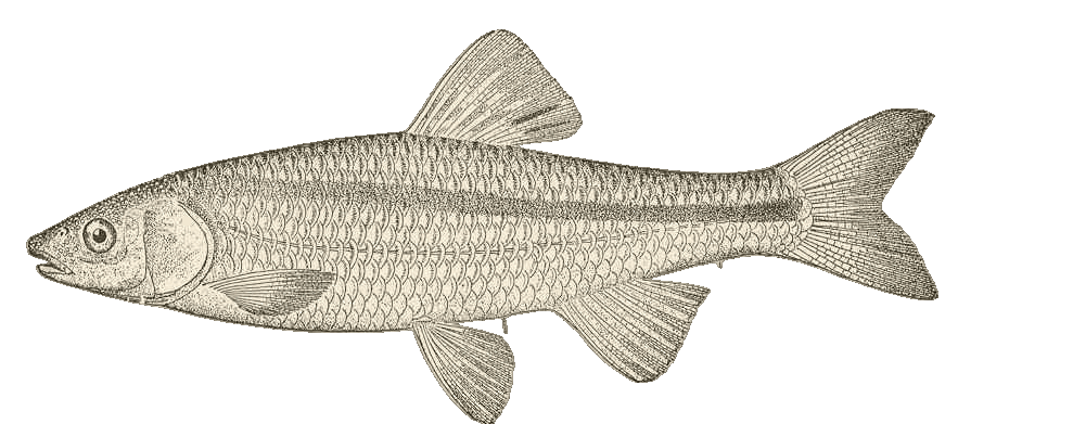 Spotfin Shiner illustration by Duane Raver, USFWS