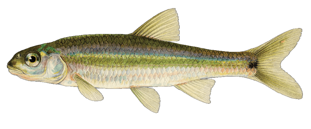 Spottail Shiner illustration by Duane Raver, USFWS