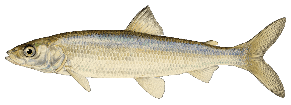 Tullibee (Cisco) illustration by Duane Raver, USFWS