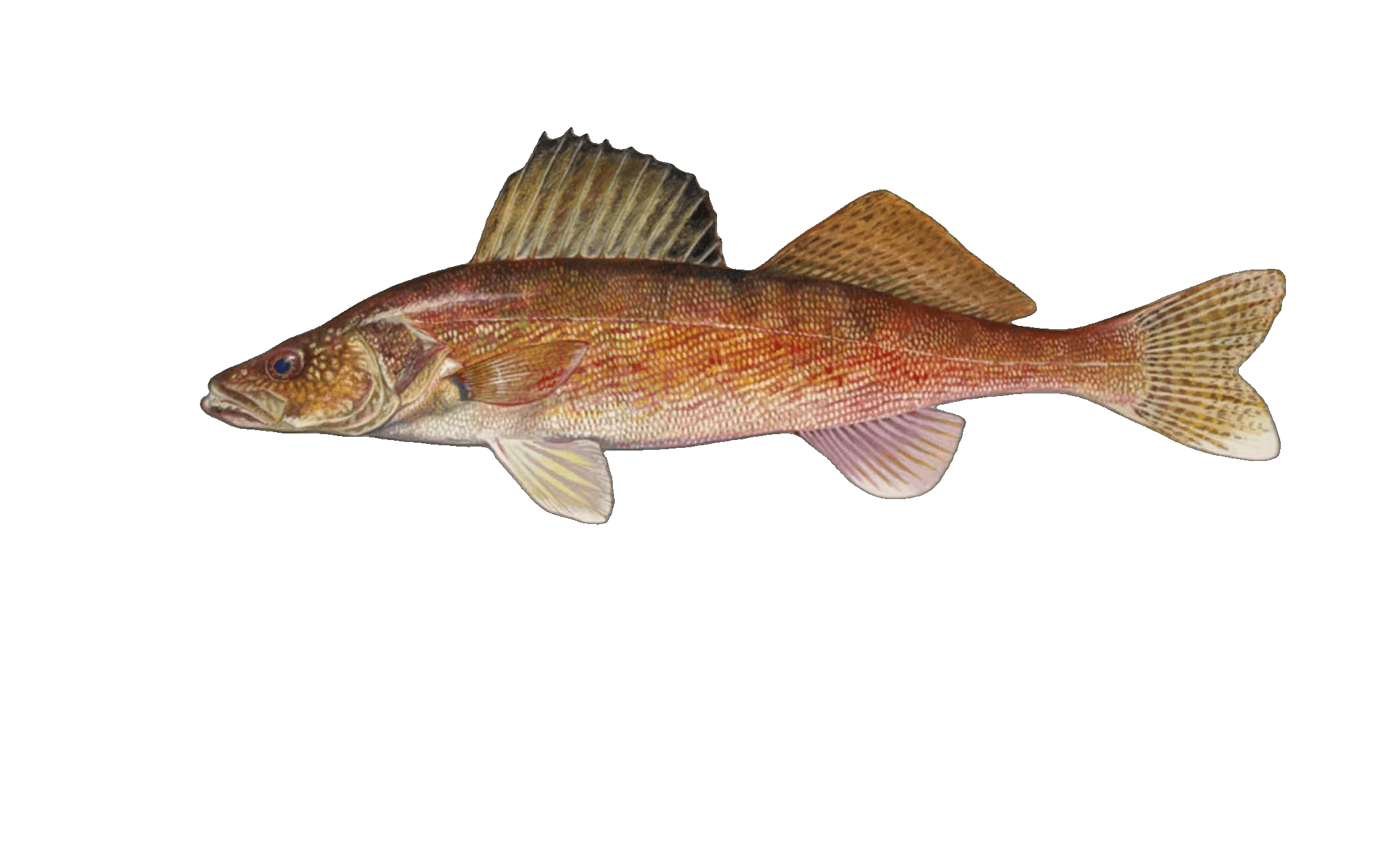 Walleye illustration by Duane Raver, USFWS