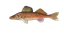 Walleye