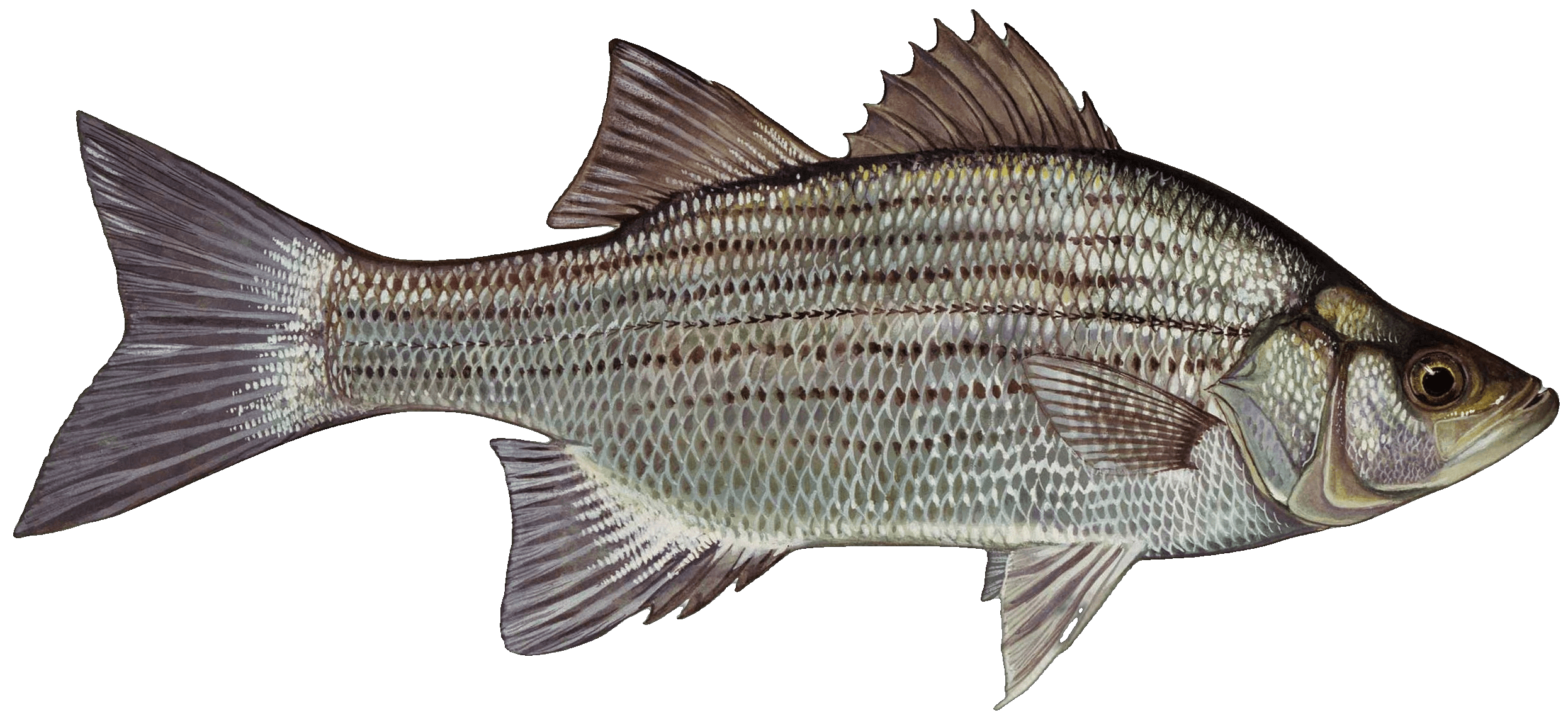White Bass illustration by Duane Raver, USFWS