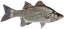 White Bass
