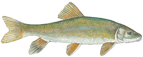 White Sucker illustration by Duane Raver, USFWS