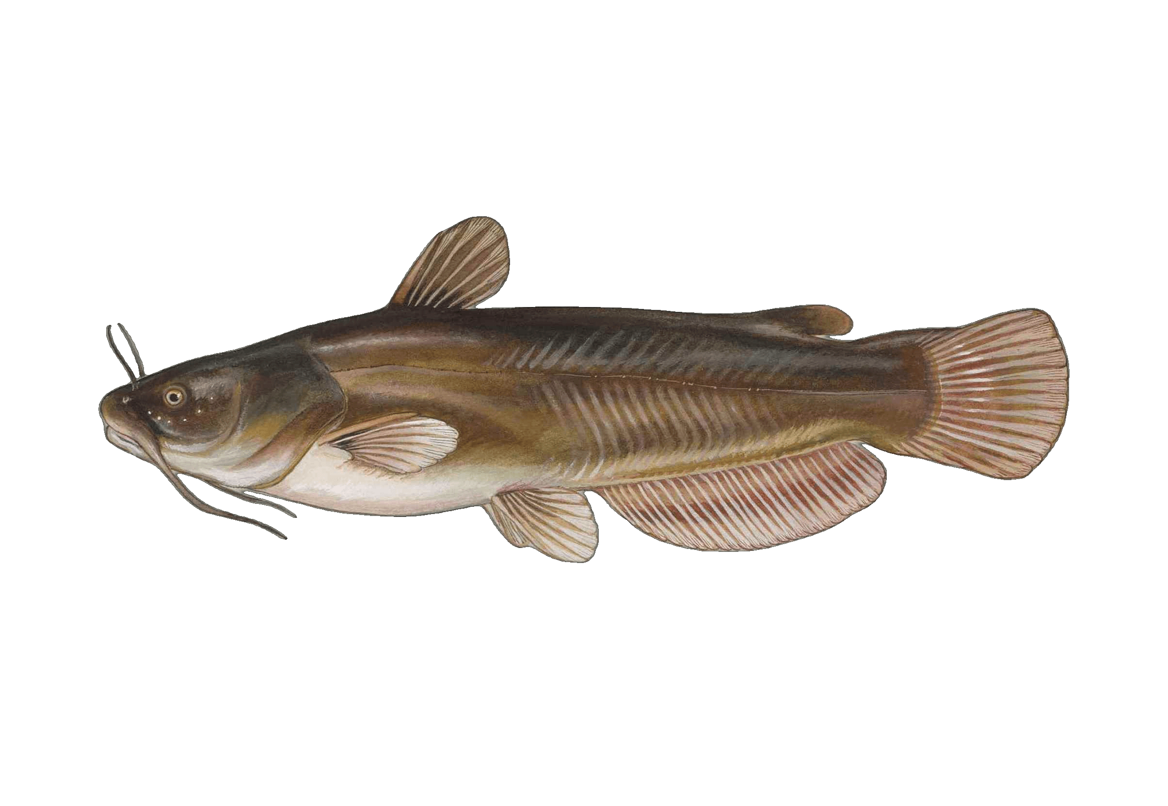 Yellow Bullhead illustration by Duane Raver, USFWS