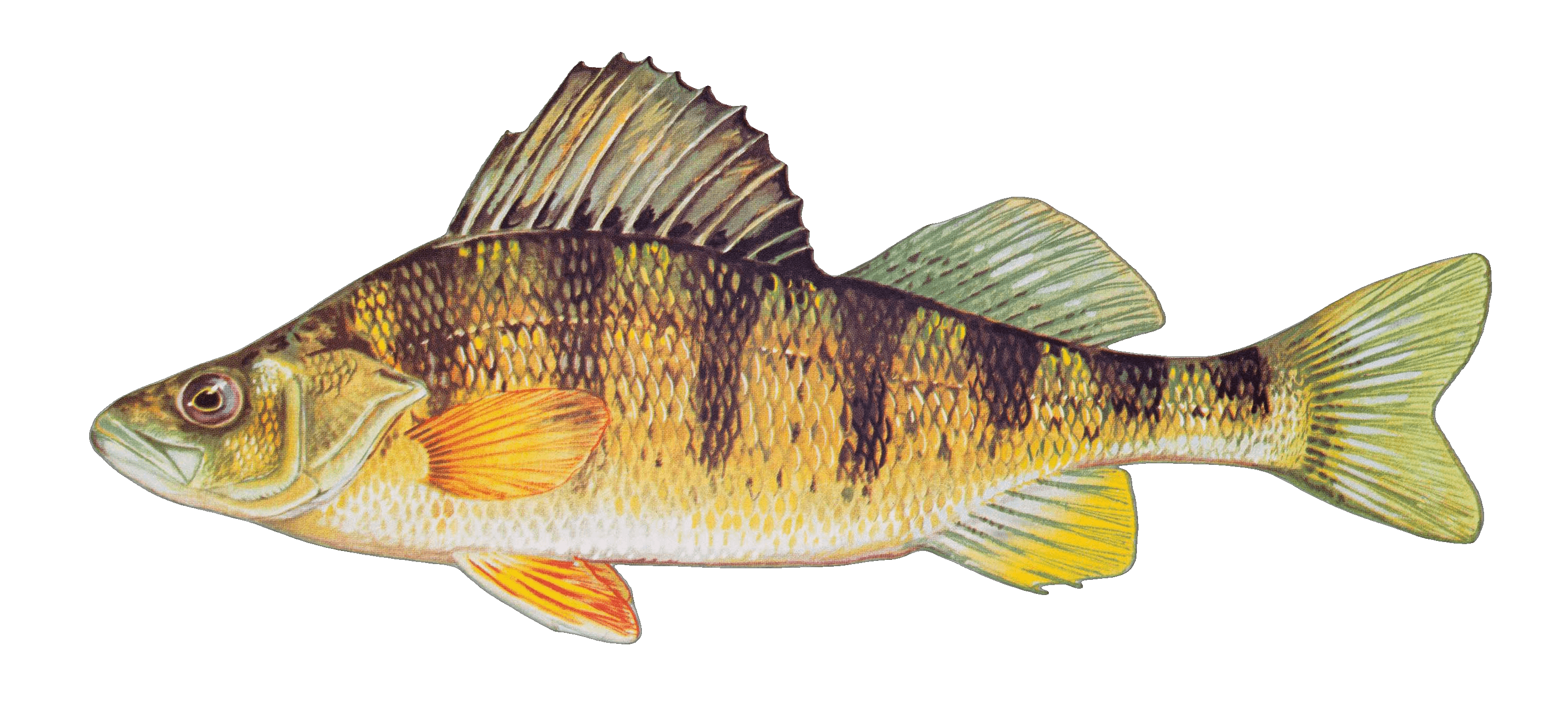 Yellow Perch illustration by Duane Raver, USFWS