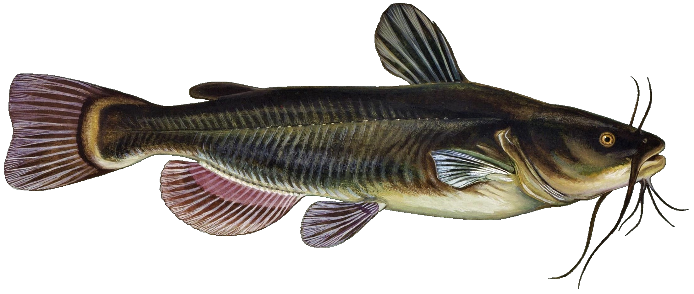 Black Bullhead