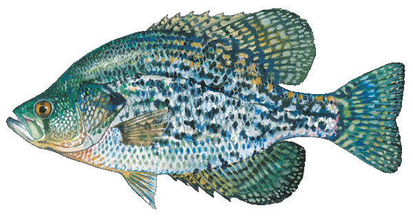 Black Crappie