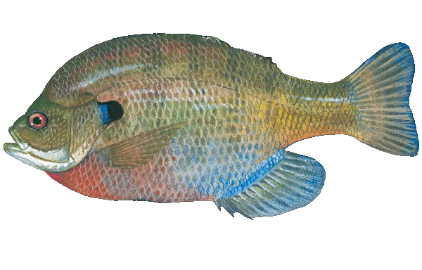 Bluegill
