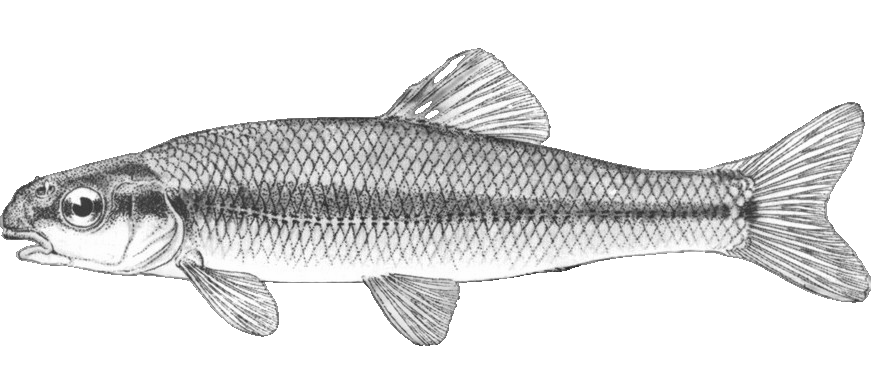 Bluntnose Minnow